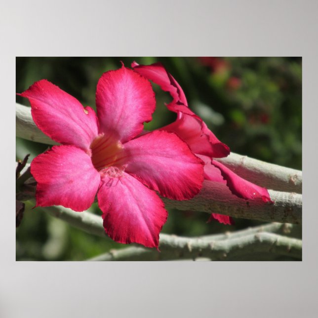 Wüste Rose Poster (Vorne)