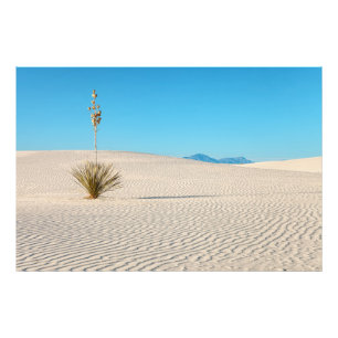 Wüste Weiße Sandlandschaft und Yucca Fotodruck
