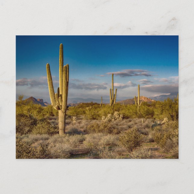 Wüsten | Aberglaube, Arizona Postkarte (Vorderseite)