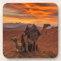 Wüsten | Bactrian Camel Egypt Sand Dune