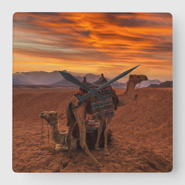 Wüsten | Bactrian Camel Egypt Sand Dune Quadratische Wanduhr (Vorderseite)