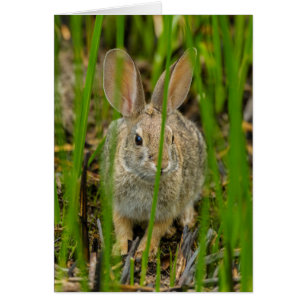 Wüsten-Baumwollschwanzkaninchen