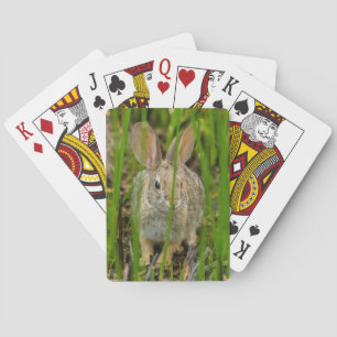 Wüsten-Baumwollschwanzkaninchen Spielkarten
