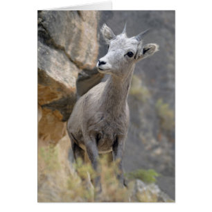 Wüsten-Bighorn-Mutterschaf