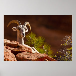 Wüsten-Bighornschafe (Ovis canadensis nelsoni). Poster