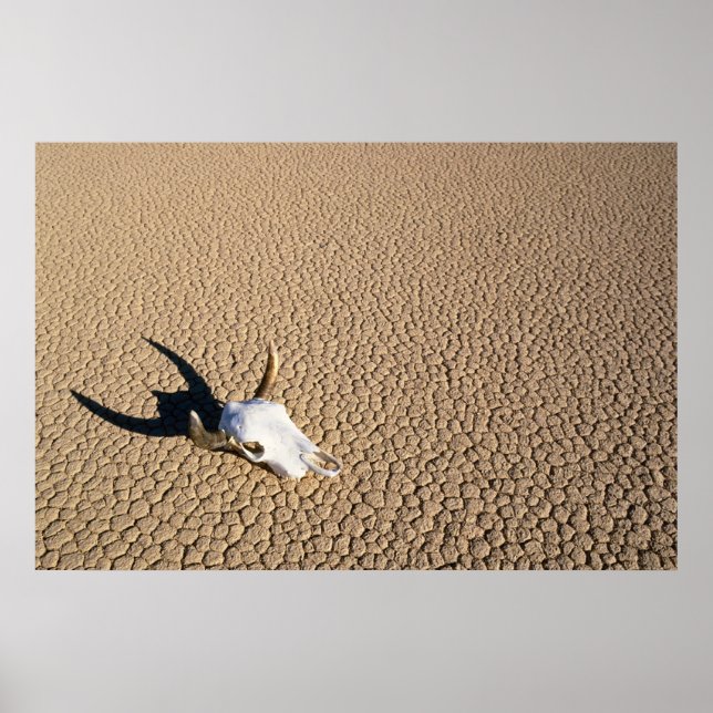 Wüsten | Kuhschädel auf dem Wüstenboden Poster (Vorne)