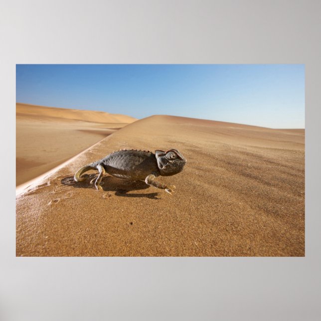 Wüsten | Namaqua Chameleon in der Wüste Poster (Vorne)