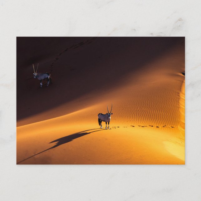 Wüsten | Namib Naukluft National Park Kenya Postkarte (Vorderseite)