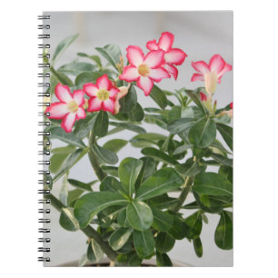 Wüsten-Rosen-Blumen-Pflanze Notizblock