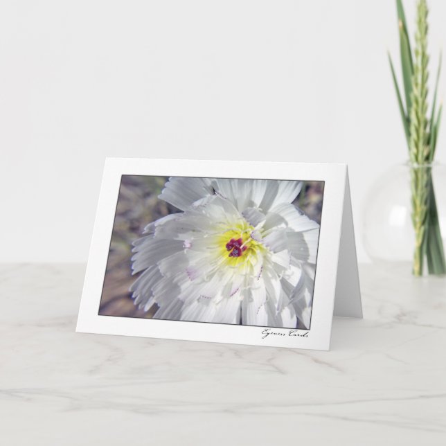 Wüsten-Zichorie Karte (Vorderseite)