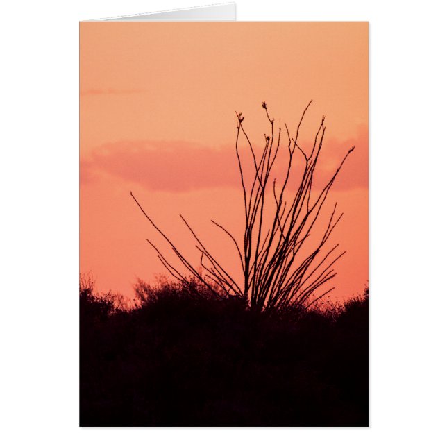 Wüstenabende (Vorne)