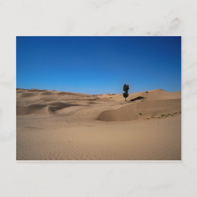 Wüstenbaum Postkarte (Vorderseite)