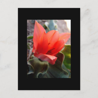 Wüstenblüte Postkarte