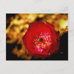 Wüstenblüten Postkarte