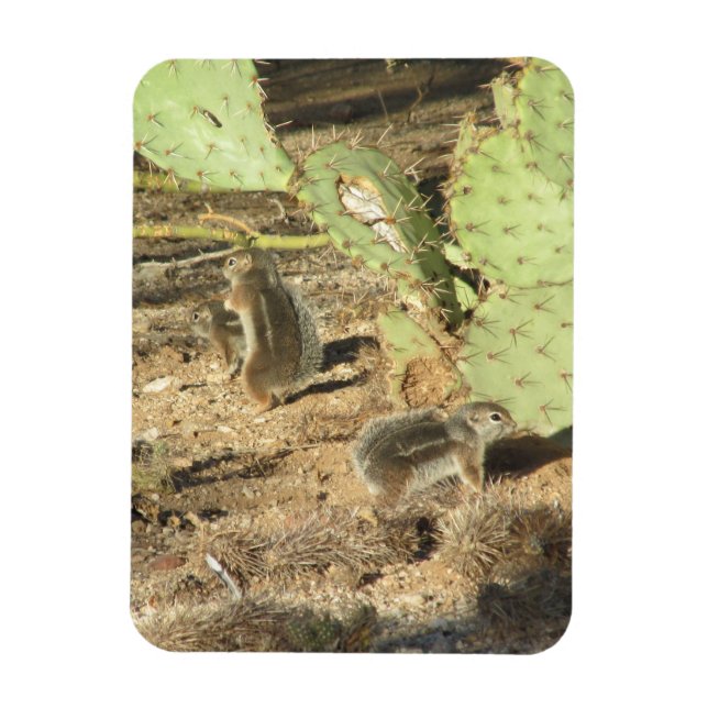 Wüsteneichhörnchen in Tucson Magnet (Vertikal)