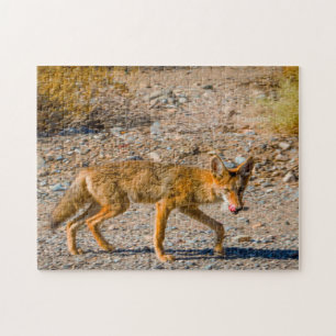 Wüstenfuchs des Death Valley.