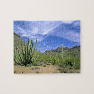 Wüstenkaktus im Organ Pipe National Monument,
