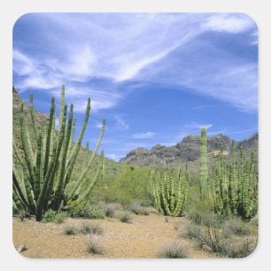 Wüstenkaktus im Organ Pipe National Monument, Quadratischer Aufkleber