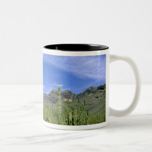 Wüstenkaktus im Organ Pipe National Monument, Zweifarbige Tasse