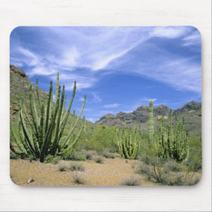 Wüstenkaktus im Orgelpipe National Monument, Mousepad