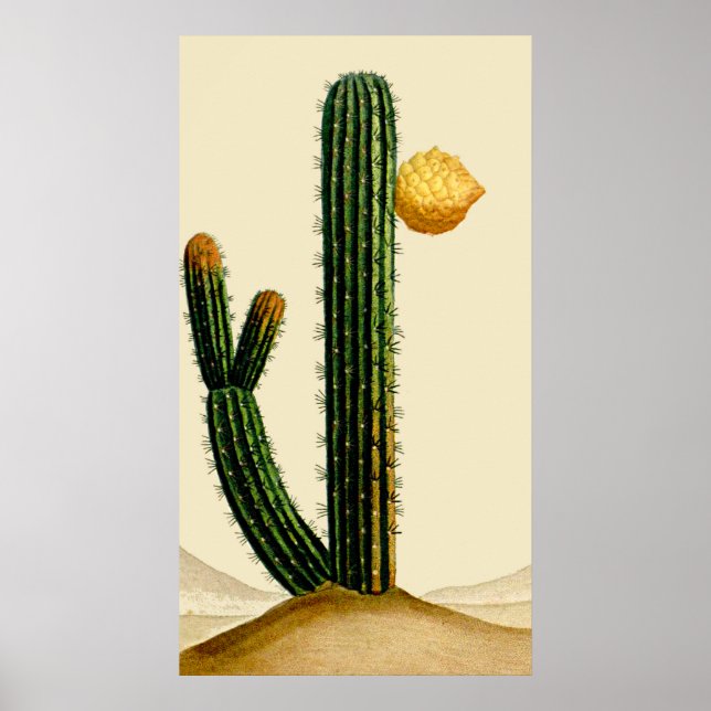Wüstenkaktus in Blume Poster (Vorne)