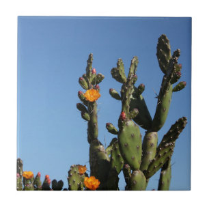 Wüstenkaktus Pflanze Prickly Birne Blume Fliese
