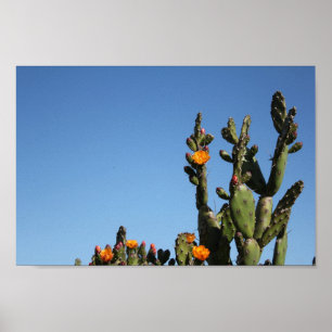 Wüstenkaktus Pflanze Prickly Birne Blume Poster