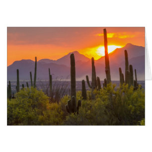 Wüstenkaktus Sonnenuntergang, Arizona