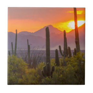 Wüstenkaktus Sonnenuntergang, Arizona Fliese