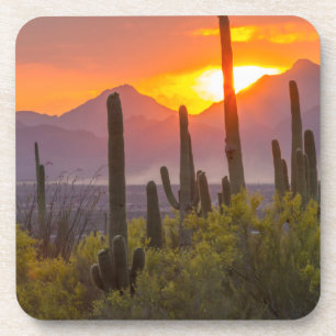Wüstenkaktus Sonnenuntergang, Arizona Getränkeuntersetzer