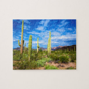 Wüstenkaktuslandschaft, Arizona