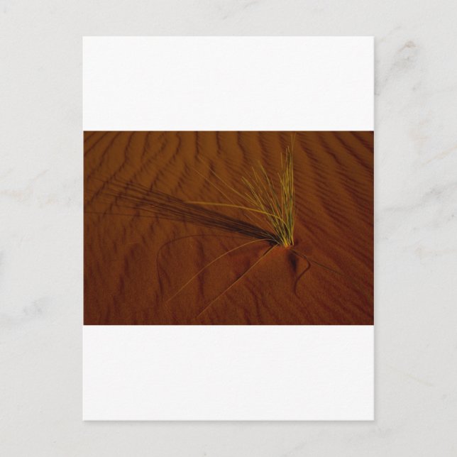 Wüstenleben Postkarte (Vorderseite)