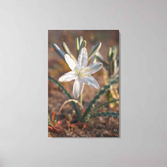 Wüstenlilie Wildblumen Leinwanddruck (Vorderseite)