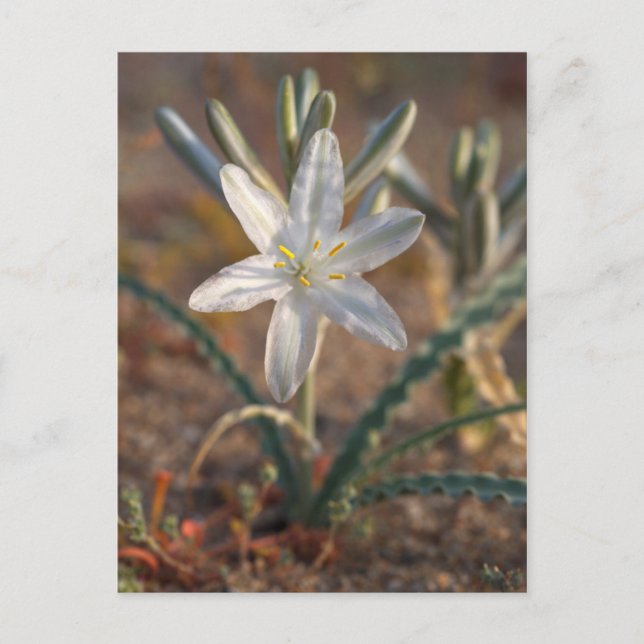 Wüstenlilie Wildblumen Postkarte (Vorderseite)