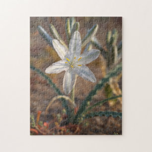 Wüstenlilien-Wildblumen