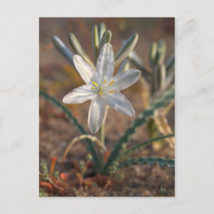 Wüstenlilien-Wildblumen Postkarte