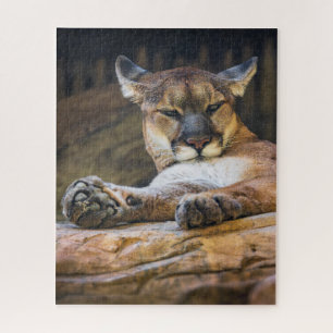 Wüstenmonarch: Der ruhende Puma