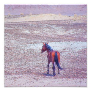 Wüstenpferd P8640 Fotodruck