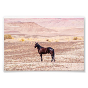Wüstenpferd P8664 Fotodruck