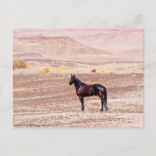 Wüstenpferd P8664 Postkarte