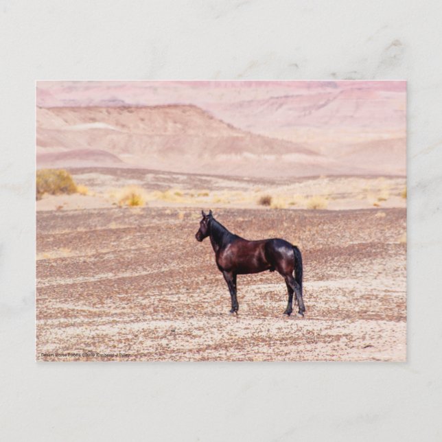 Wüstenpferd P8664 Postkarte (Vorderseite)