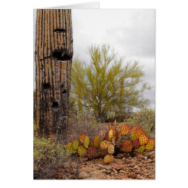 WüstenPflanze (Vorne)