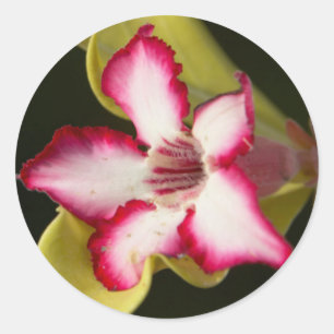 Wüstenrose (Adenium Obesum), Südafrika Runder Aufkleber