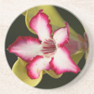 Wüstenrose (Adenium Obesum), Südafrika Sandstein Untersetzer