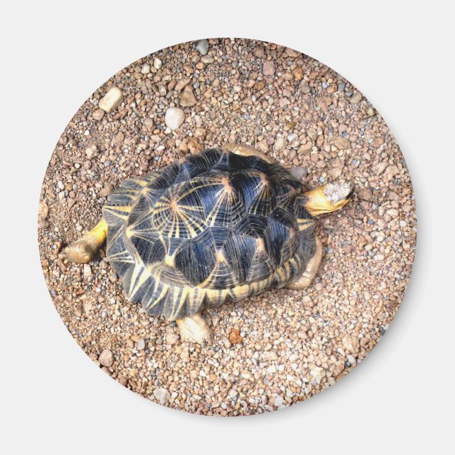 Wüstenschildkröte Magnet (Vorne)