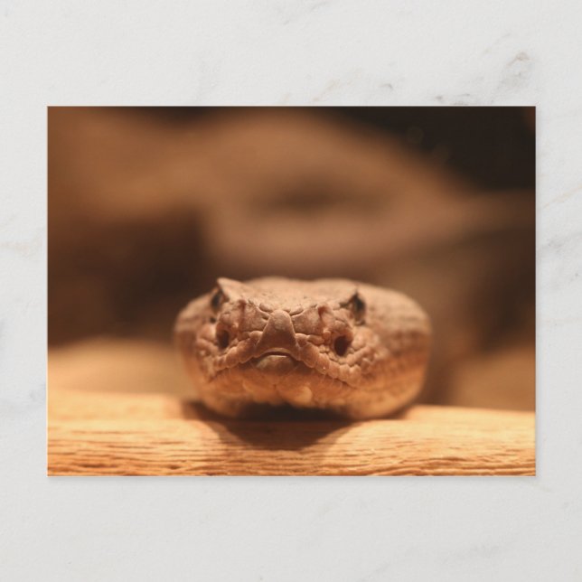 Wüstenschlange Postkarte (Vorderseite)