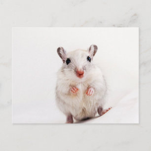 Wüstenspringmaus Baby Tier Süßes Haustier Wüstensp Postkarte