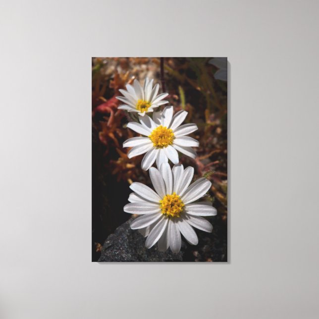 Wüstenstar-Wildblumen Leinwanddruck (Vorderseite)