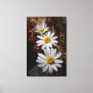 Wüstenstar-Wildblumen Leinwanddruck