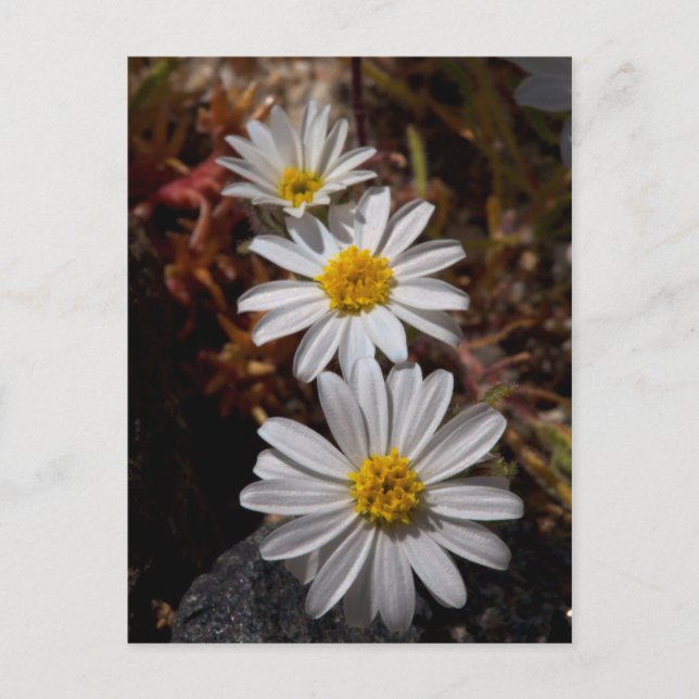 Wüstenstar-Wildblumen Postkarte (Vorderseite)